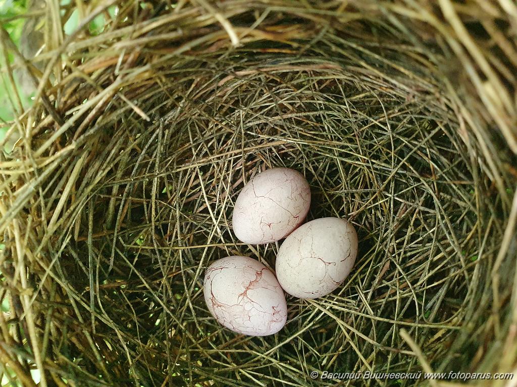 nest240618-5_Acrocephalus_aeedon_2024_0618_1511.jpg - Дальний восток. Дачи к югу от села Сосновка Хабаровского района. Садоводческое товарищество Дальэнергомонтаж. 18 июня 2024 г. Гнездо 240618-5. Камышовка толстоклювая, Acrocephalus aeedon, Phragmaticola aedon, Iduna aedon. The nest of the Thick-billed Warbler in nature.