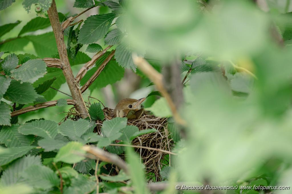 nest240618-5_Acrocephalus_aeedon_2024_0618_1621.jpg - Дальний восток. Дачи к югу от села Сосновка Хабаровского района. Садоводческое товарищество Дальэнергомонтаж. 18 июня 2024 г. Гнездо 240618-5. Камышовка толстоклювая, Acrocephalus aeedon, Phragmaticola aedon, Iduna aedon. The nest of the Thick-billed Warbler in nature.