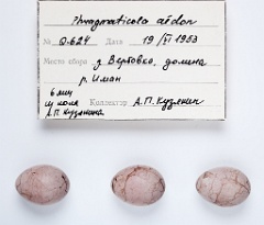 eggs_apart_Acrocephalus_aeedon201009301409