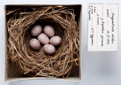 eggs_museum_Acrocephalus_aeedon201009301408