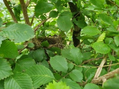 nest240618-5_Acrocephalus_aeedon_2024_0618_1510