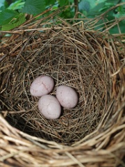 nest240618-5_Acrocephalus_aeedon_2024_0618_1511-10