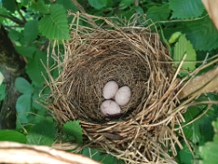 nest240618-5_Acrocephalus_aeedon_2024_0618_1511-6