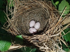 nest240618-5_Acrocephalus_aeedon_2024_0618_1511-7