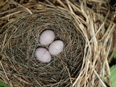 nest240618-5_Acrocephalus_aeedon_2024_0618_1511-8