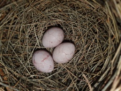 nest240618-5_Acrocephalus_aeedon_2024_0618_1511-9