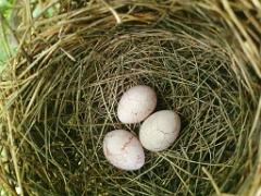 nest240618-5_Acrocephalus_aeedon_2024_0618_1511