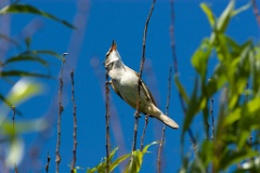 bird_singing_Acrocephalus_arundinaceus200806191218-1