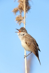 bird_singing_Acrocephalus_arundinaceus_2012_0603_1957
