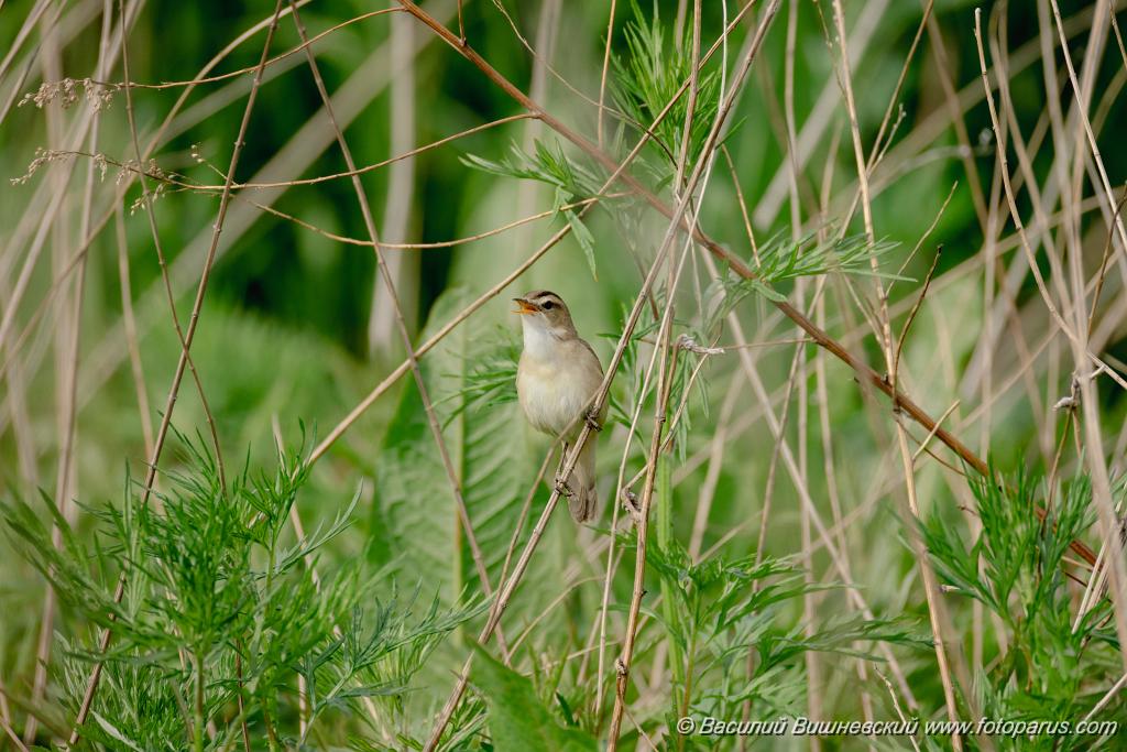 Acrocephalus_bistrigiceps_2024_0603_1657-12.jpg - Хабаровск, питомник имени Лукашова. 3 июня 2024 г.