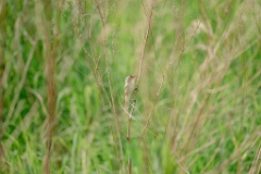 Acrocephalus_bistrigiceps_2024_0603_1648