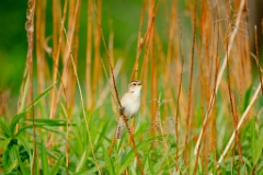 Acrocephalus_bistrigiceps_2024_0603_1654-11