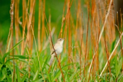 Acrocephalus_bistrigiceps_2024_0603_1654-12