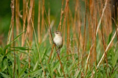 Acrocephalus_bistrigiceps_2024_0603_1654-9