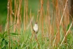 Acrocephalus_bistrigiceps_2024_0603_1654