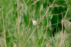 Acrocephalus_bistrigiceps_2024_0603_1657-10