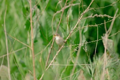 Acrocephalus_bistrigiceps_2024_0603_1657-9