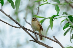 Acrocephalus_bistrigiceps_2024_0610_1907-3