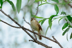 Acrocephalus_bistrigiceps_2024_0610_1907