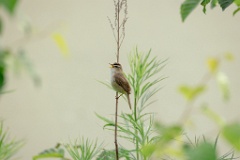 Acrocephalus_bistrigiceps_2024_0613_1755-2