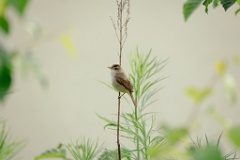 Acrocephalus_bistrigiceps_2024_0613_1755