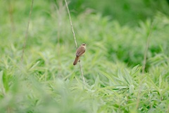 Acrocephalus_bistrigiceps_2024_0613_1820