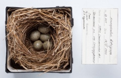 eggs_museum_Acrocephalus_bistrigiceps201009301526
