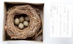 eggs_museum_Acrocephalus_bistrigiceps201009301530