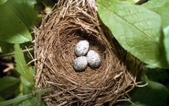 nest040720_eggs_nature_Acrocephalus_dumetorum201107241912-1