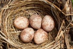 nest100527-03_eggs_nature_Acrocephalus_dumetorum201006021400-1