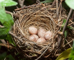 nest100527-03_eggs_nature_Acrocephalus_dumetorum201006021402-1