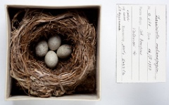 eggs_museum_Acrocephalus_melanopogon201009301537