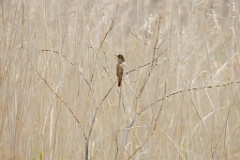 Acrocephalus_orientalis_2024_0602_0957-2