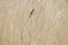 Acrocephalus_orientalis_2024_0602_0957