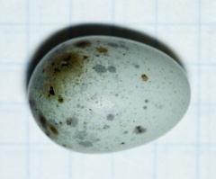 eggs_apart_Acrocephalus_palustris201006091613