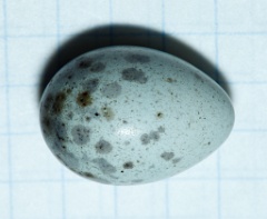 eggs_apart_Acrocephalus_palustris201006151635