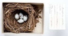 eggs_museum_Acrocephalus_palustris201009301548
