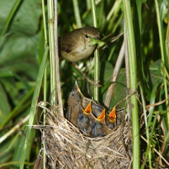 nest_with_bird_Acrocephalus_palustris201006241225