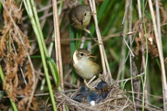nest_with_bird_Acrocephalus_palustris201006260951-1