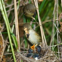 nest_with_bird_Acrocephalus_palustris201006260951