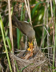 nest_with_bird_Acrocephalus_palustris201006260955
