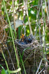 nest_with_bird_Acrocephalus_palustris201006261101-1