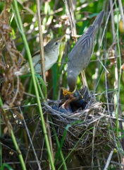 nest_with_bird_Acrocephalus_palustris201006261101-2