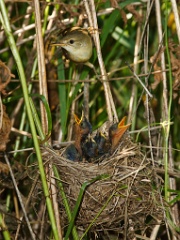 nest_with_bird_Acrocephalus_palustris201006261106-1