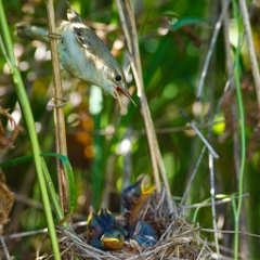 nest_with_bird_Acrocephalus_palustris201006261122