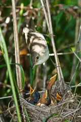 nest_with_bird_Acrocephalus_palustris201006261135