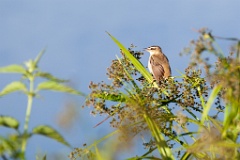 bird_singing_Acrocephalus_schoenobaenus_2011_0610_0722