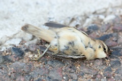 dead_bird_Acrocephalus_schoenobaenus_2011_0730_1114-2
