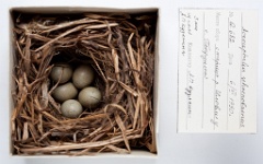 eggs_museum_Acrocephalus_schoenobaenus201009301521