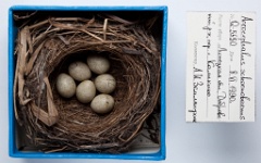 eggs_museum_Acrocephalus_schoenobaenus201010061143